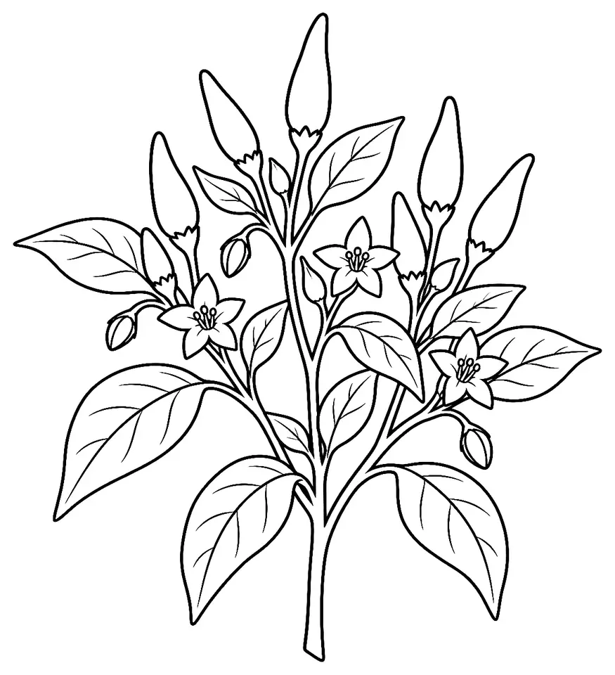 Coloriage de Siling labuyo (piment ou poivron) : dessin au trait noir à colorier