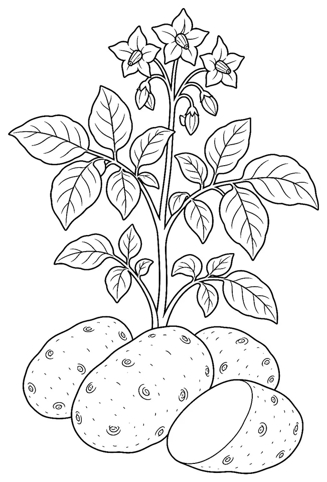 Coloriage de Pomme de terre (pomme de terre) : dessin au trait noir à colorier
