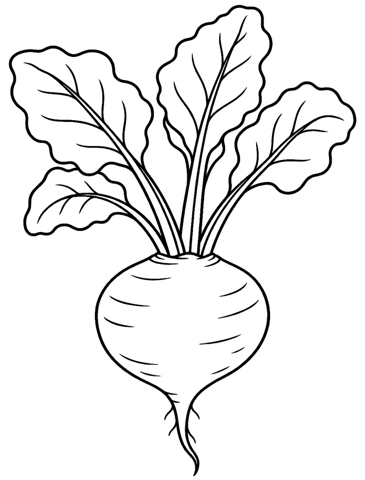 Coloriage de Betterave : dessin au trait noir à colorier