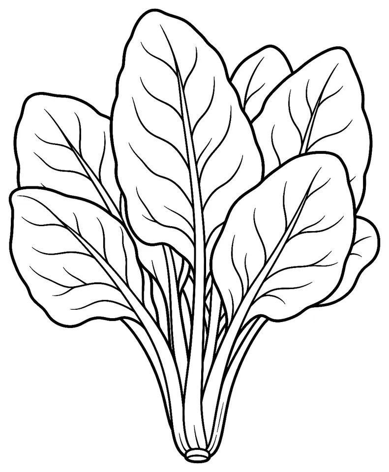 Coloriage de Épinard : dessin au trait noir à colorier
