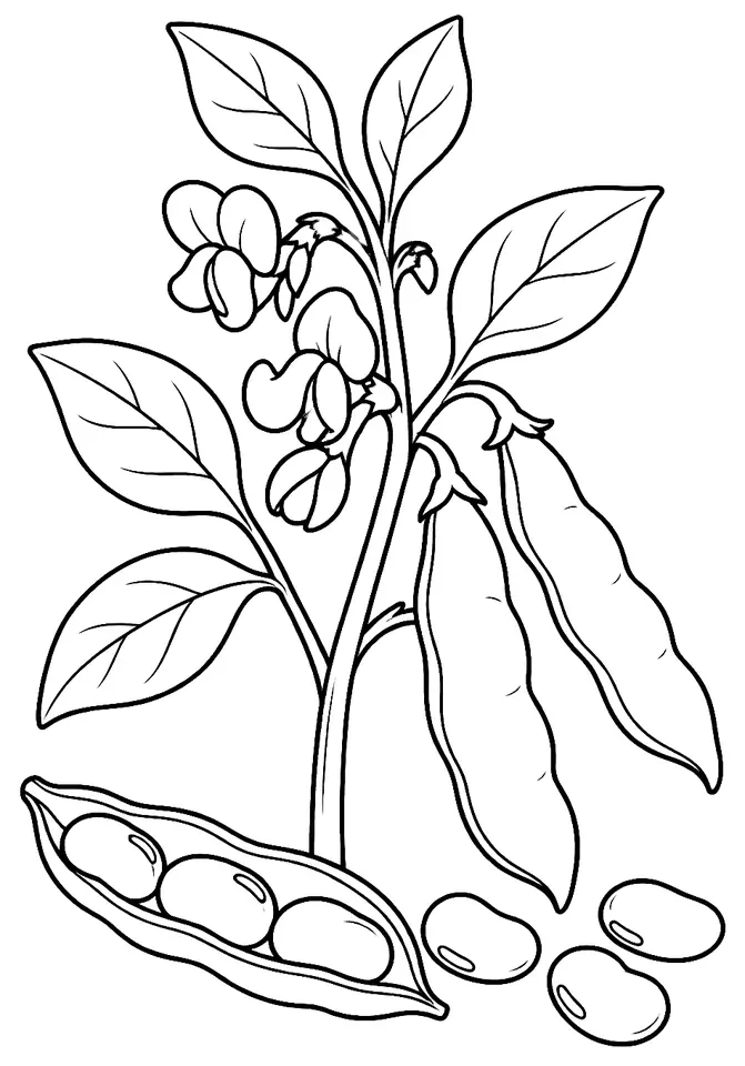 Coloriage de Fève : dessin au trait noir à colorier