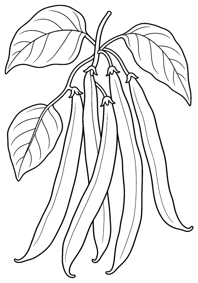 Coloriage de Haricot vert : dessin au trait noir à colorier