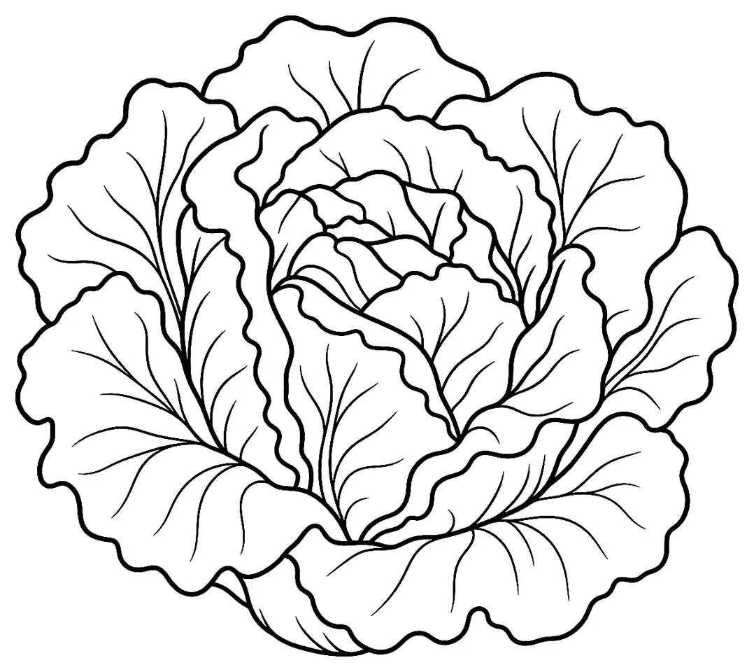 Coloriage de Laitue : dessin au trait noir à colorier