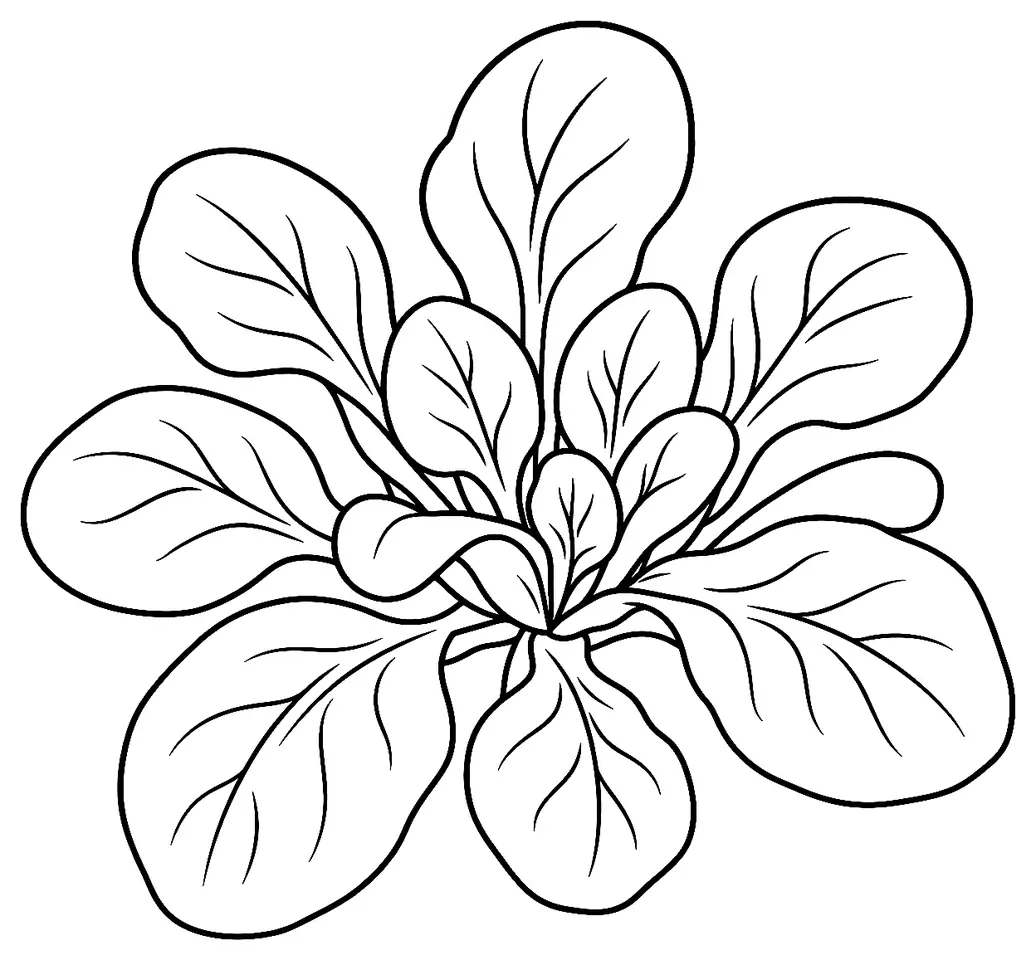 Coloriage de Mâche : dessin au trait noir à colorier