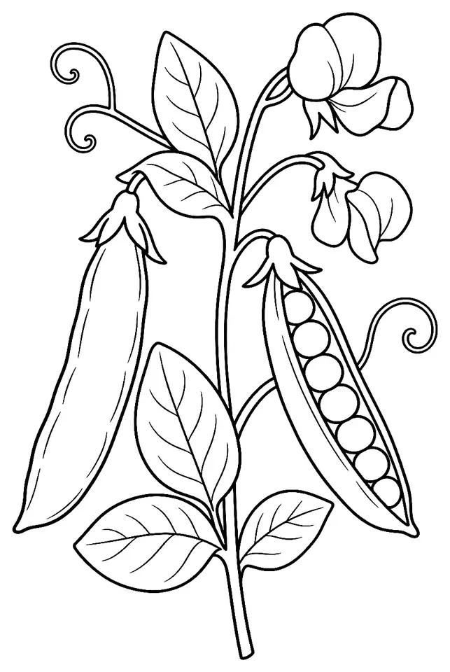 Coloriage de Petit pois : dessin au trait noir à colorier