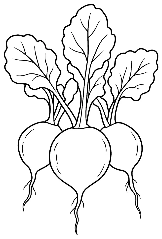 Coloriage de Radis : dessin au trait noir à colorier