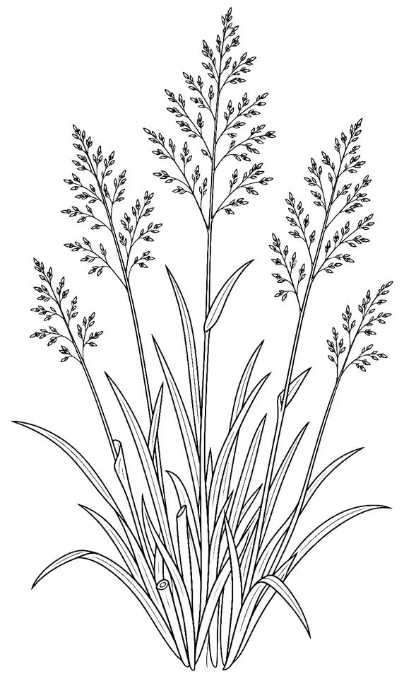 Coloriage de Agrostide capillaire : dessin au trait noir à colorier