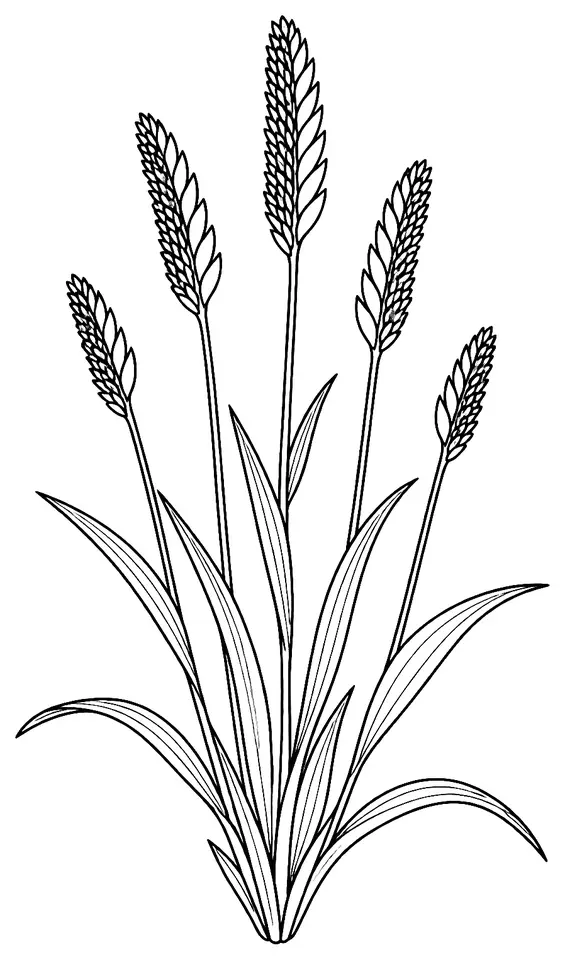 Coloriage de Crételle des prés : dessin au trait noir à colorier