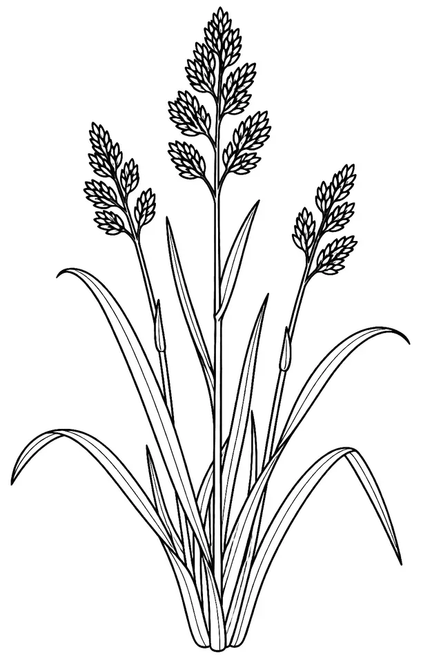 Coloriage de Dactyle aggloméré : dessin au trait noir à colorier