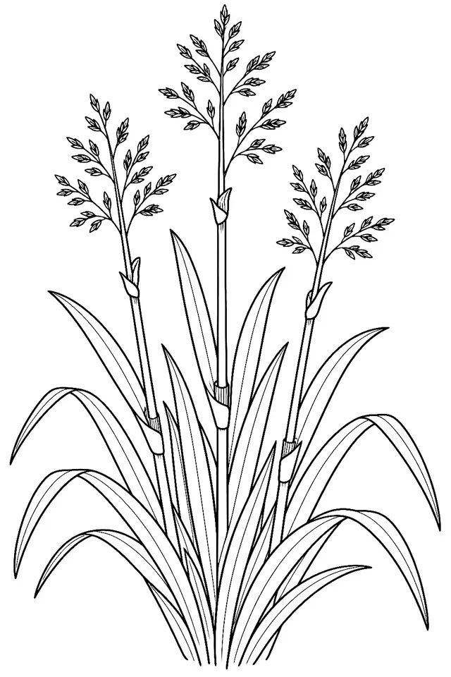 Coloriage de Fétuque élevée : dessin au trait noir à colorier