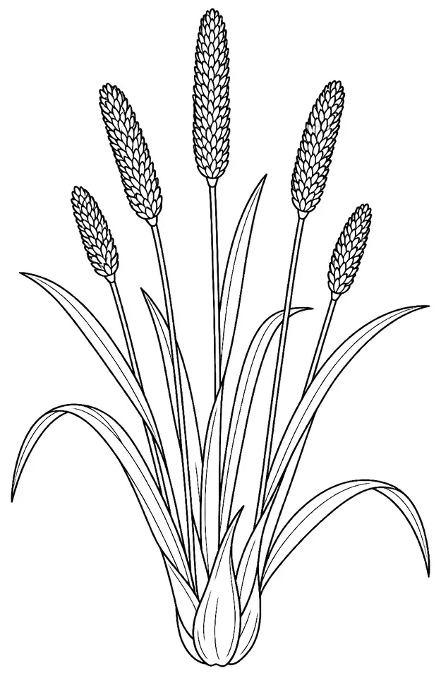 Coloriage de Fléole des prés : dessin au trait noir à colorier