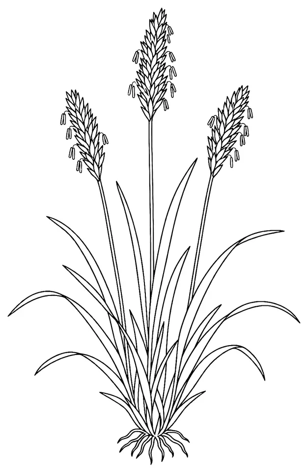 Coloriage de Flouve odorante : dessin au trait noir à colorier