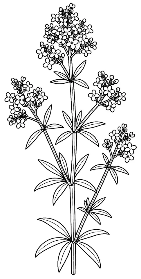Coloriage de Gaillet vrai : dessin au trait noir à colorier
