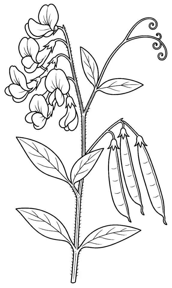 Coloriage de Gesse des prés : dessin au trait noir à colorier
