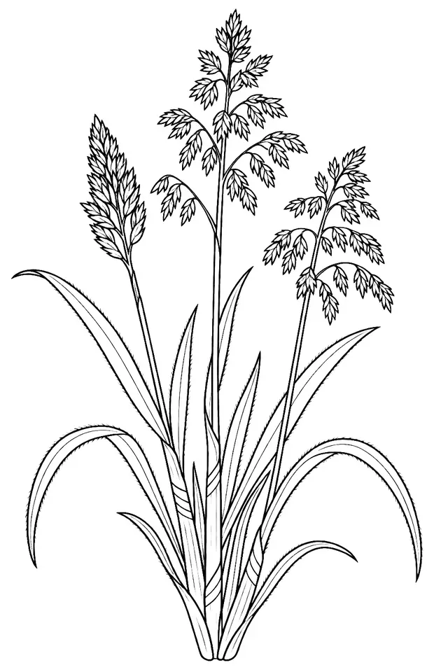 Coloriage de Houlque laineuse : dessin au trait noir à colorier