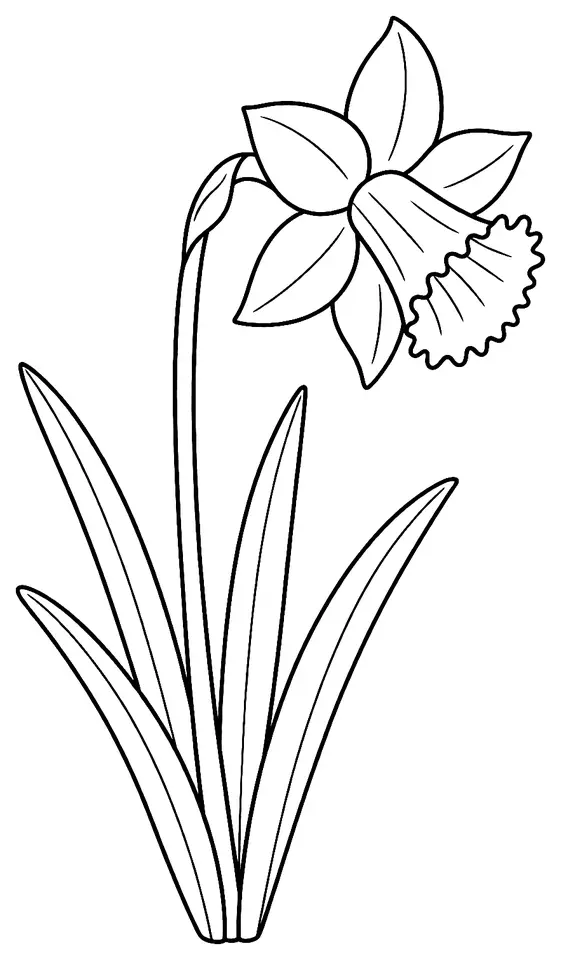 Coloriage de Jonquille (plante des prairies) : dessin au trait noir à colorier