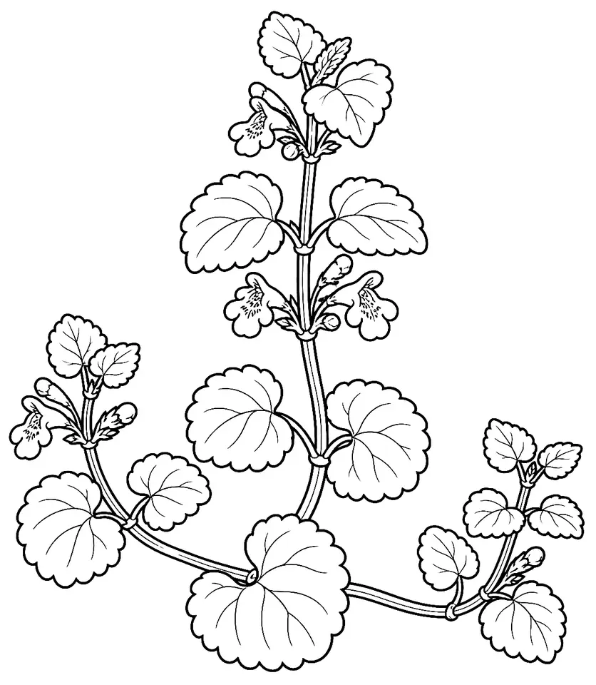 Coloriage de Lierre terrestre : dessin au trait noir à colorier