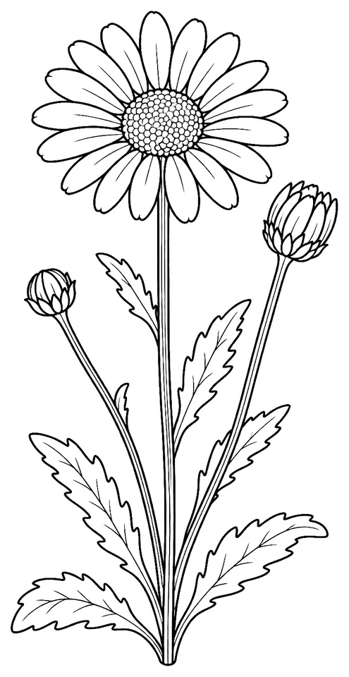 Coloriage de Marguerite : dessin au trait noir à colorier