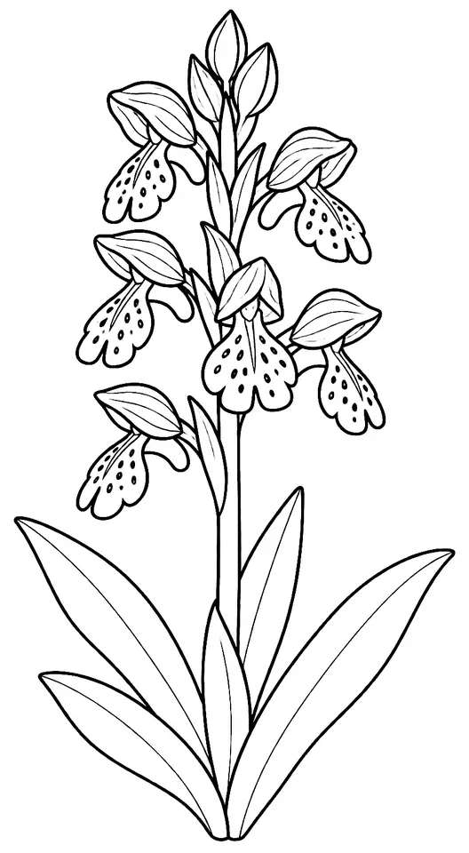 Coloriage de Orchis bouffon : dessin au trait noir à colorier