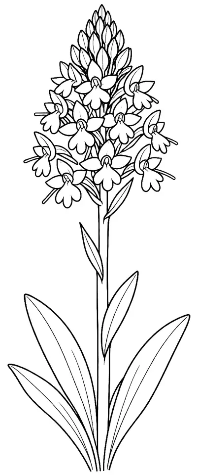 Coloriage de Orchis pyramidal : dessin au trait noir à colorier