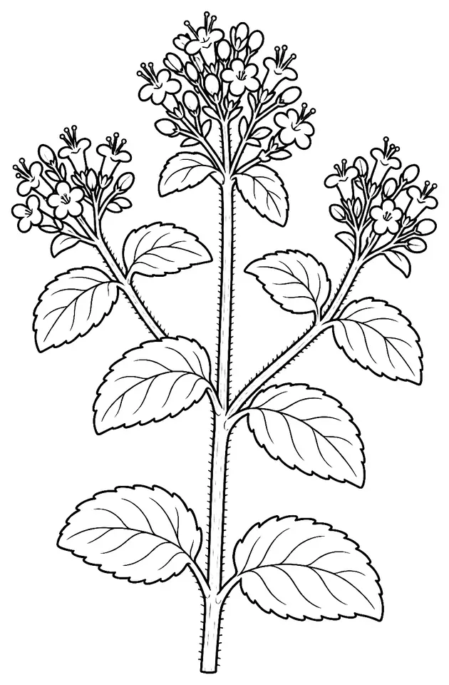 Coloriage de Origan commun : dessin au trait noir à colorier