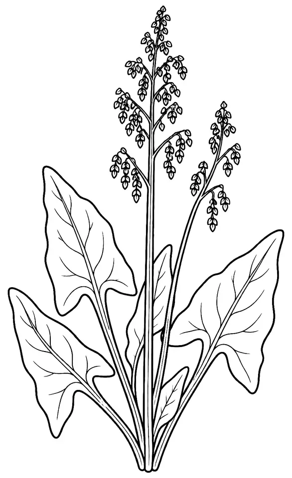 Coloriage de Oseille sauvage : dessin au trait noir à colorier