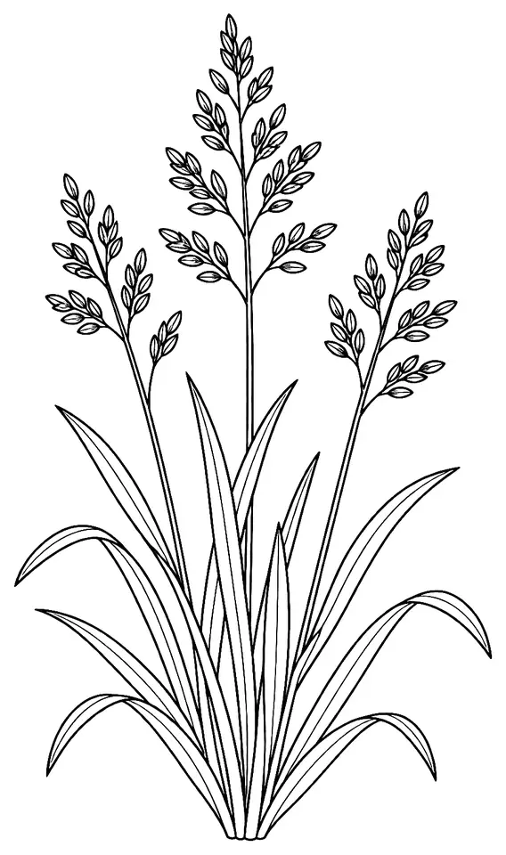 Coloriage de Pâturin des prés : dessin au trait noir à colorier