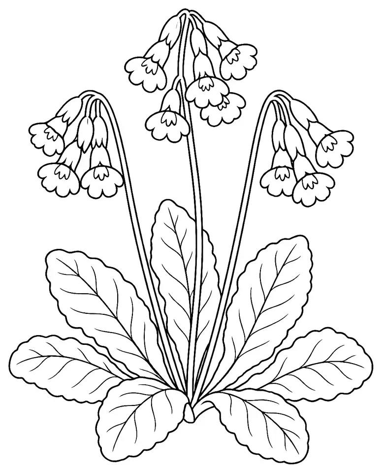 Coloriage de Primevère officinale (plante des prairies) : dessin au trait noir à colorier