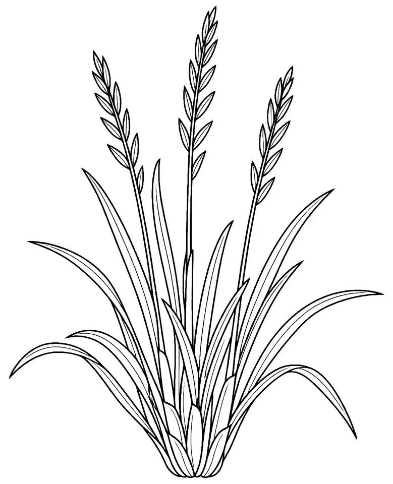 Coloriage de Ray-grass anglais : dessin au trait noir à colorier