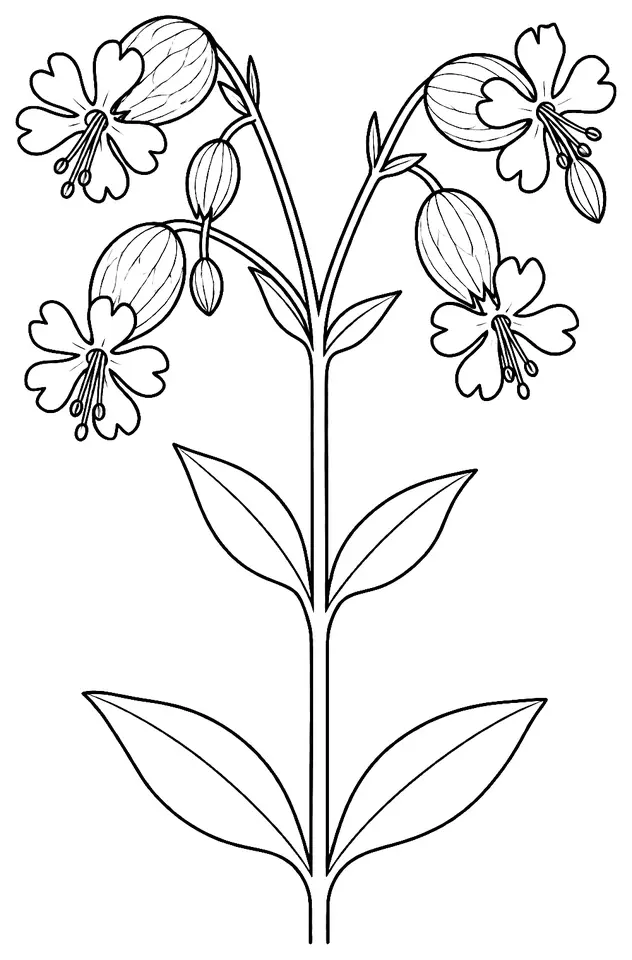 Coloriage de Silène enflé : dessin au trait noir à colorier