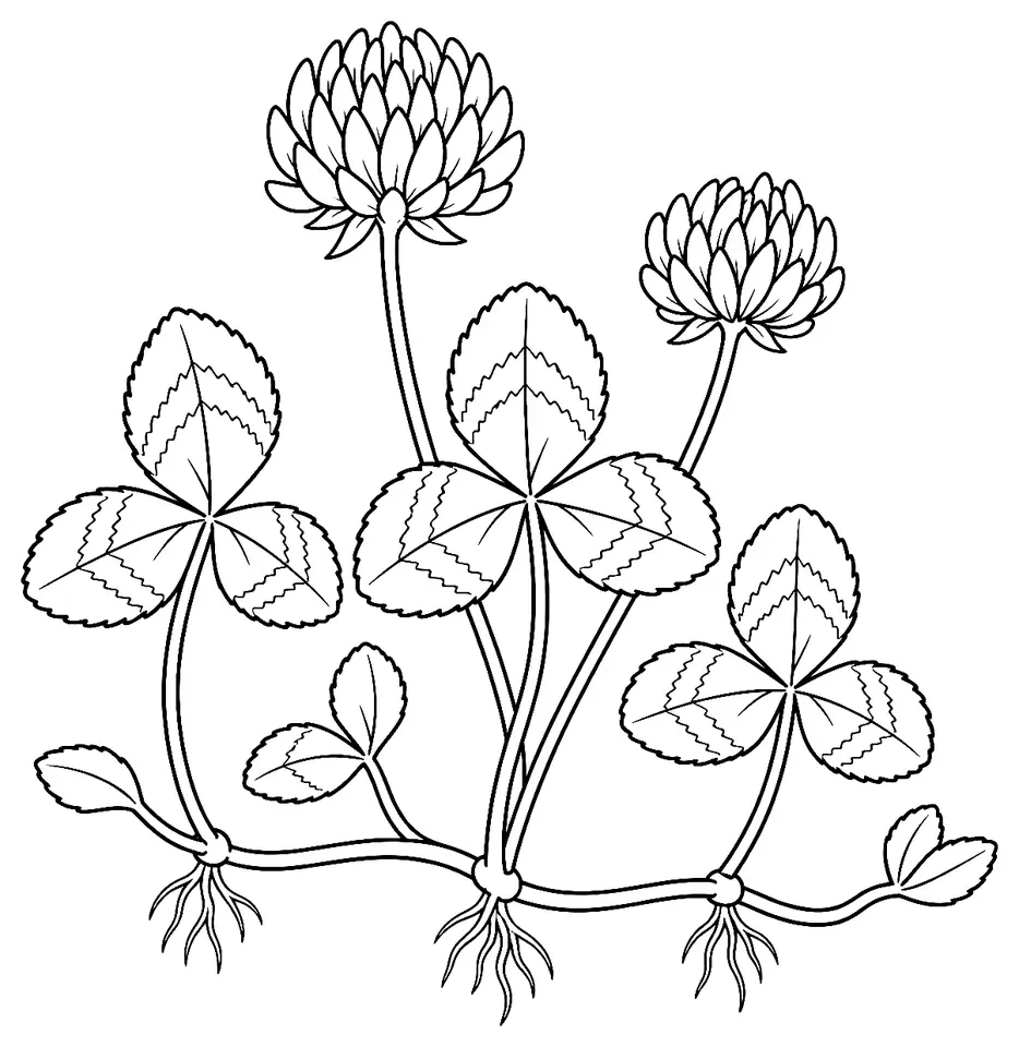 Coloriage de Trèfle rampant : dessin au trait noir à colorier