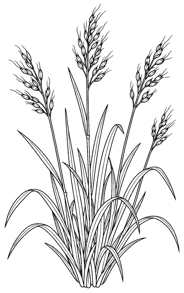 Coloriage de Trisète jaunâtre : dessin au trait noir à colorier