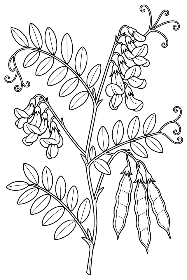 Coloriage de Vesce des haies : dessin au trait noir à colorier