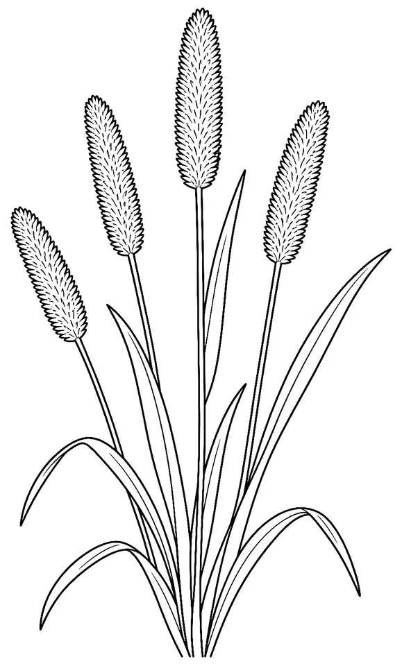 Coloriage de Vulpin des prés : dessin au trait noir à colorier