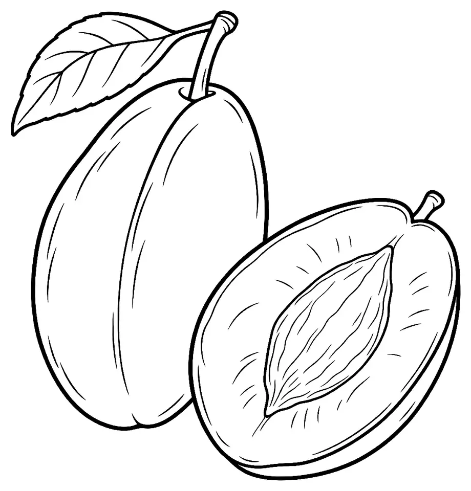 Coloriage de Prunier d’ente (prune) : dessin au trait noir à colorier