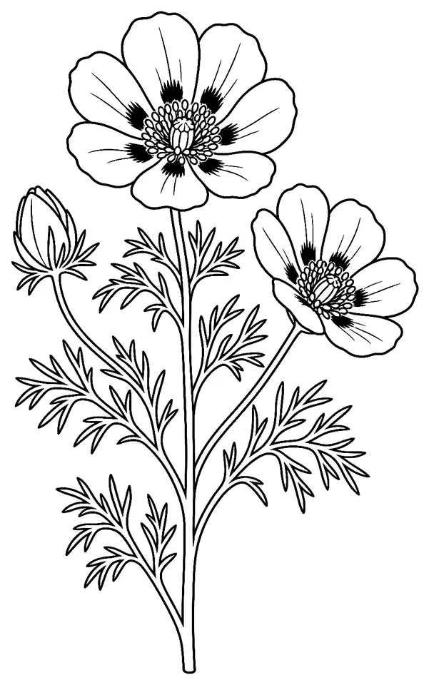 Coloriage de Adonis annuelle : dessin au trait noir à colorier