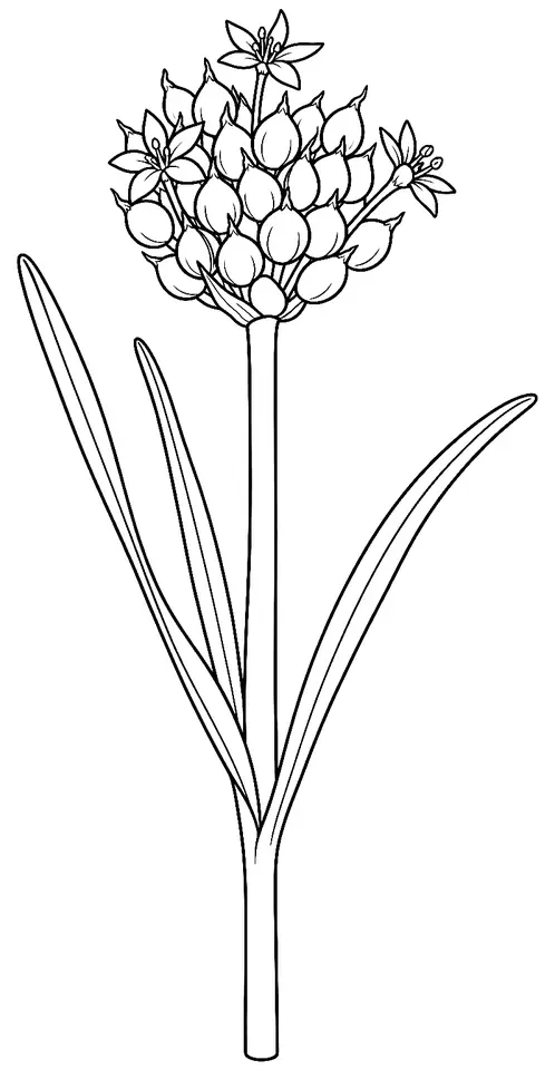Coloriage de Ail des vignes : dessin au trait noir à colorier