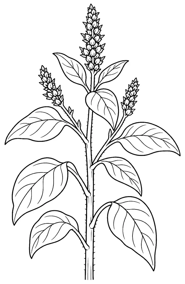 Coloriage de Amarante réfléchie : dessin au trait noir à colorier