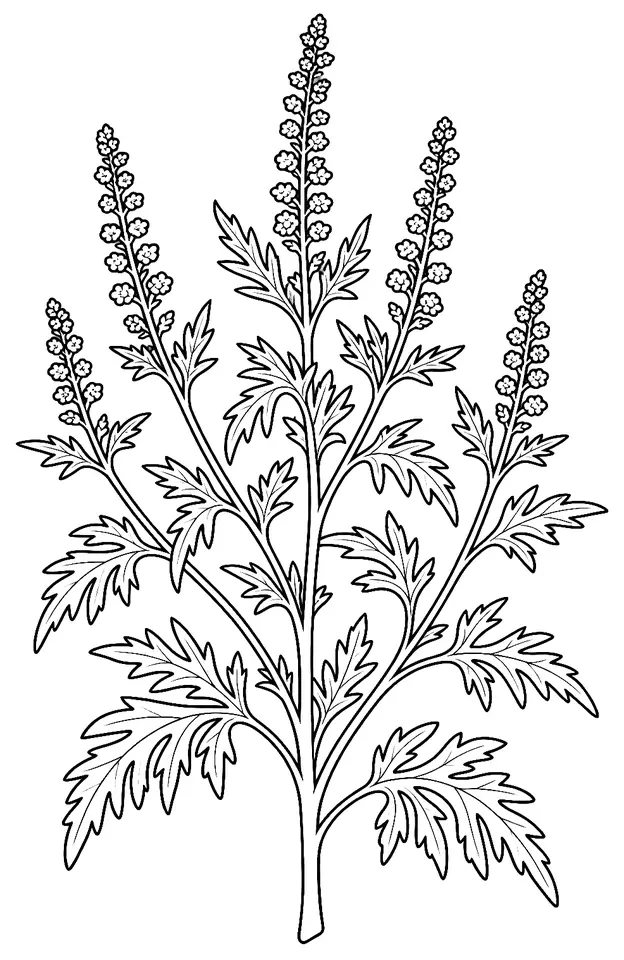 Coloriage de Ambroisie à feuilles d’armoise : dessin au trait noir à colorier