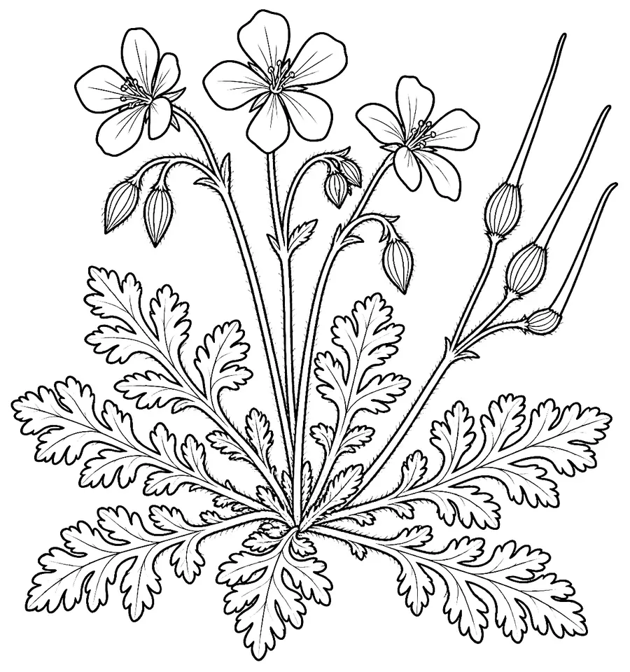Coloriage de Bec-de-grue : dessin au trait noir à colorier