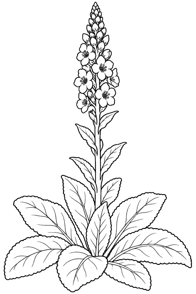 Coloriage de Bouillon-blanc : dessin au trait noir à colorier