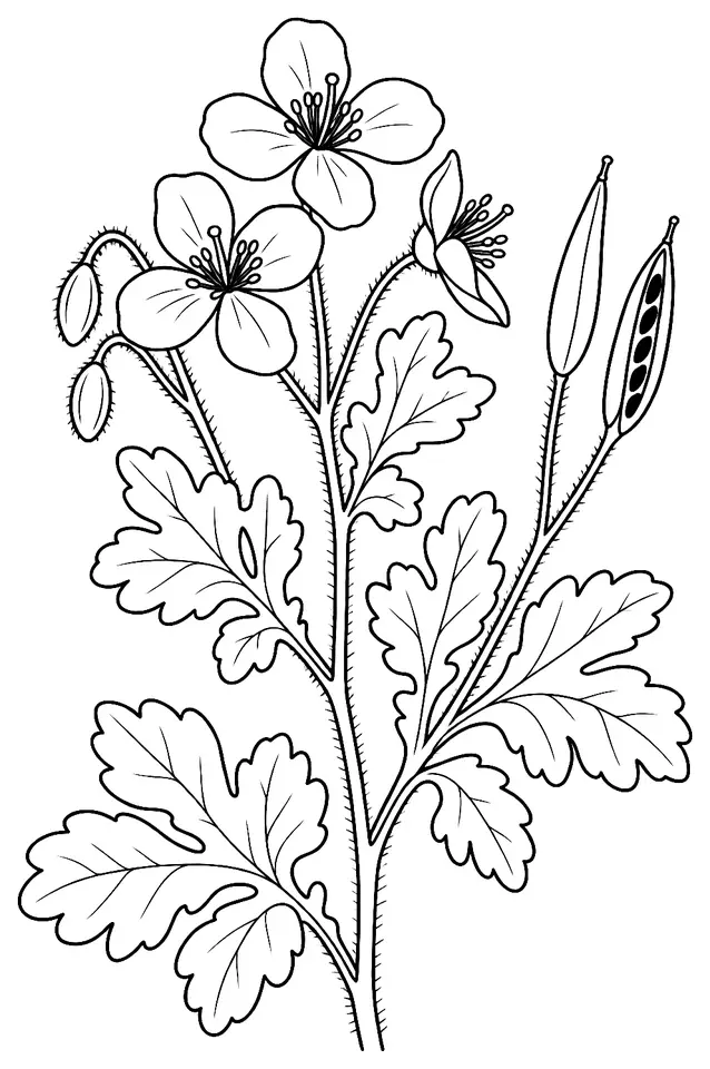 Coloriage de Chélidoine : dessin au trait noir à colorier