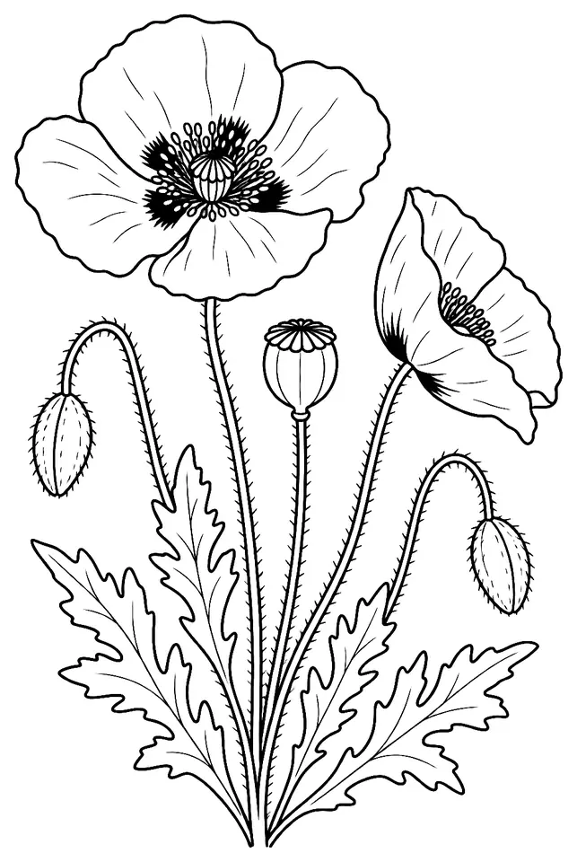 Coloriage de Coquelicot (plante sauvage) : dessin au trait noir à colorier