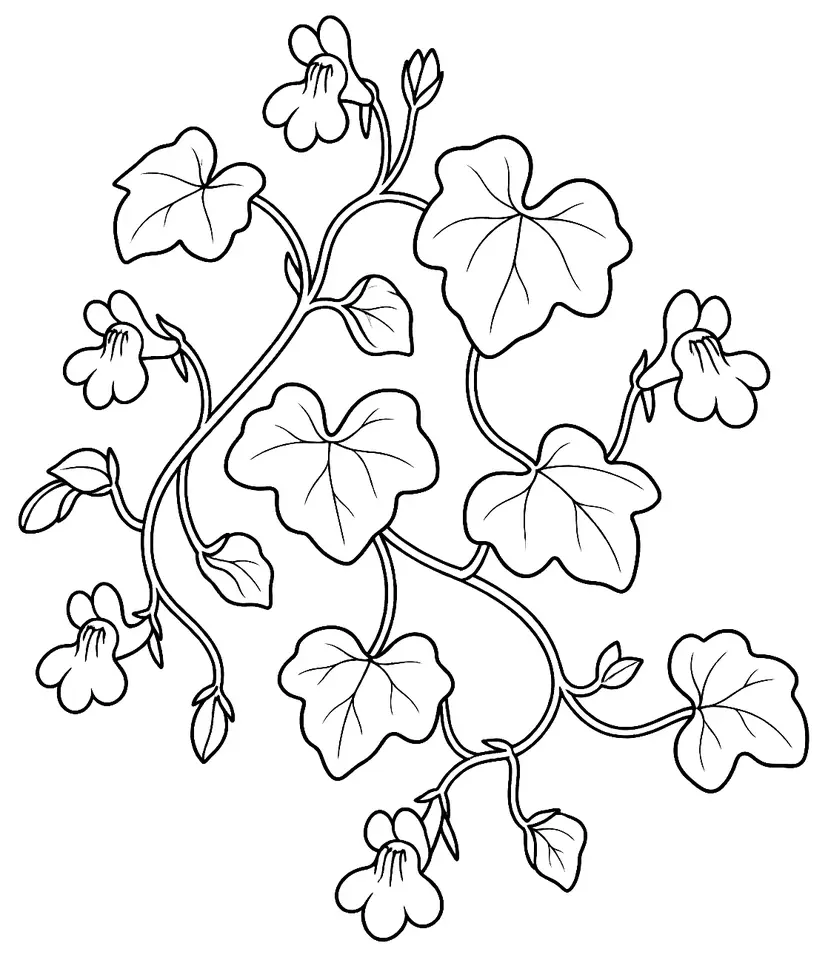 Coloriage de Cymbalaire des murs : dessin au trait noir à colorier