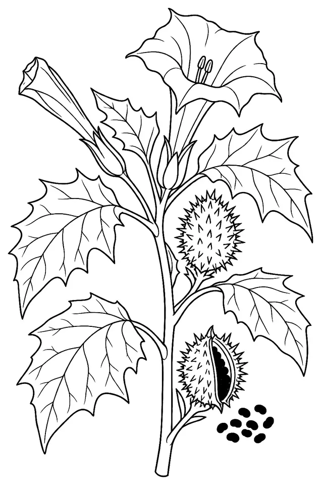 Coloriage de Datura stramoine : dessin au trait noir à colorier