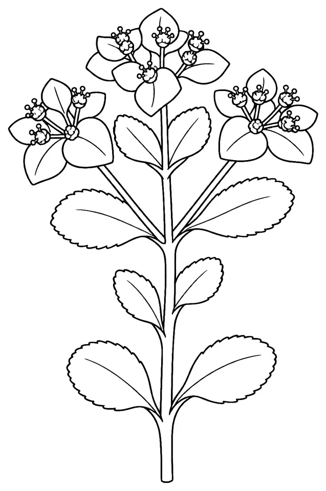 Coloriage de Euphorbe réveil-matin : dessin au trait noir à colorier