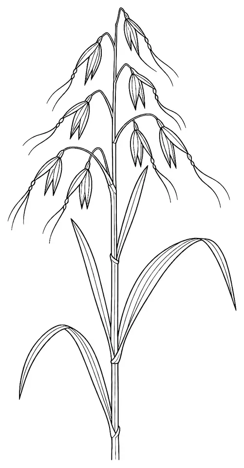 Coloriage de Folle avoine : dessin au trait noir à colorier