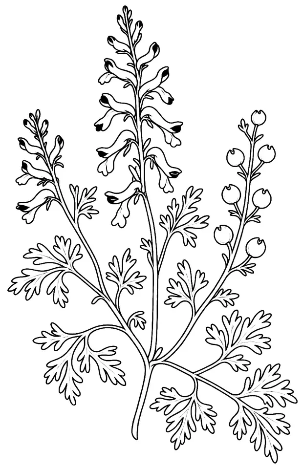 Coloriage de Fumeterre officinale : dessin au trait noir à colorier