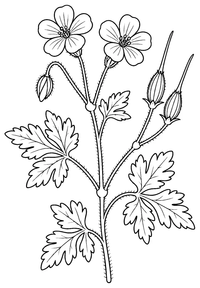 Coloriage de Géranium herbe-à-Robert (plante sauvage) : dessin au trait noir à colorier