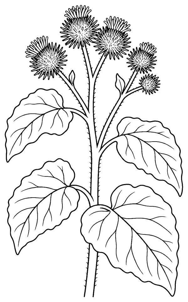 Coloriage de Grande bardane : dessin au trait noir à colorier